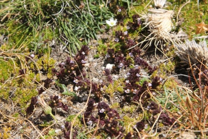 Euphrasia nana habit