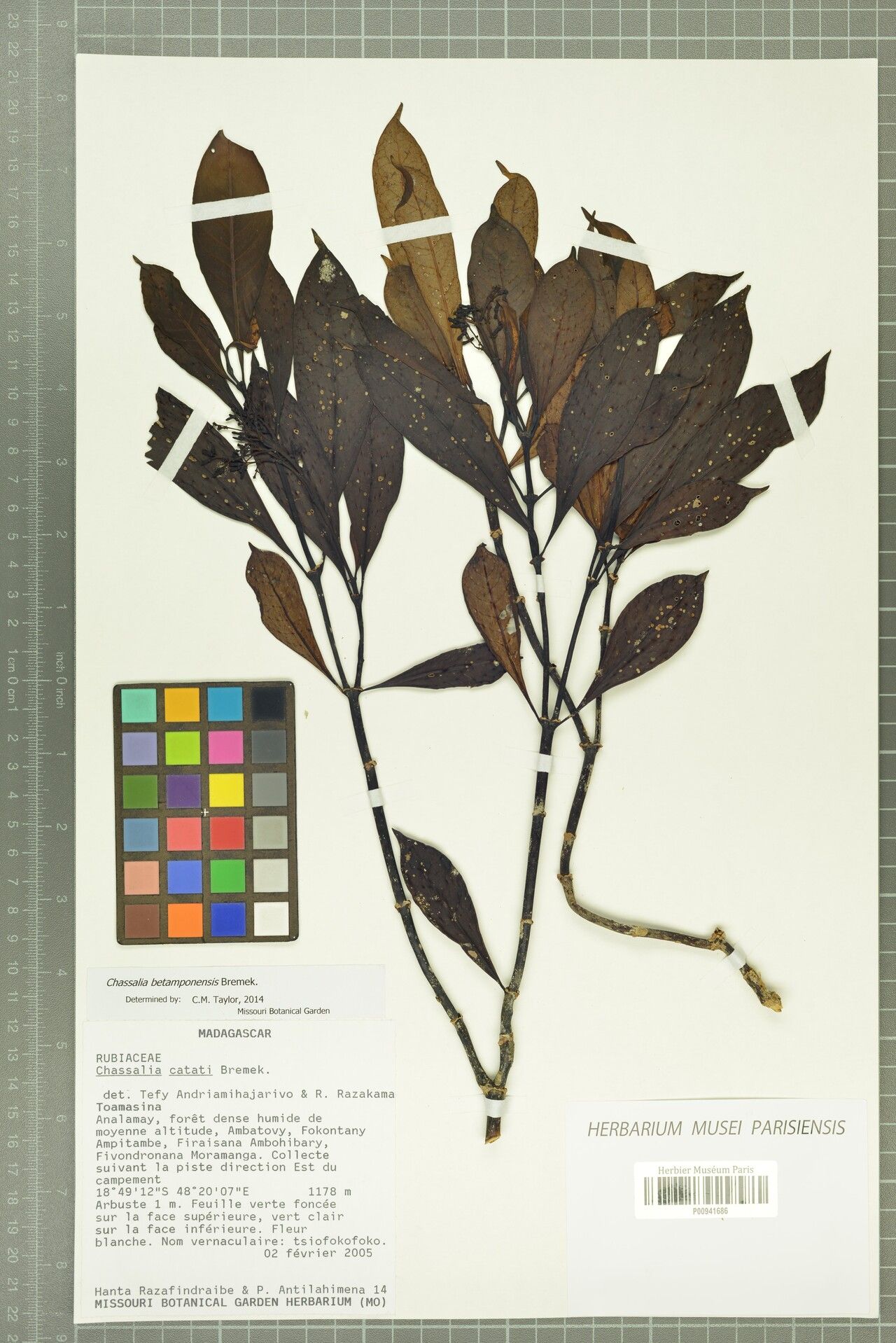 Chassalia betamponensis — related species from the same genus