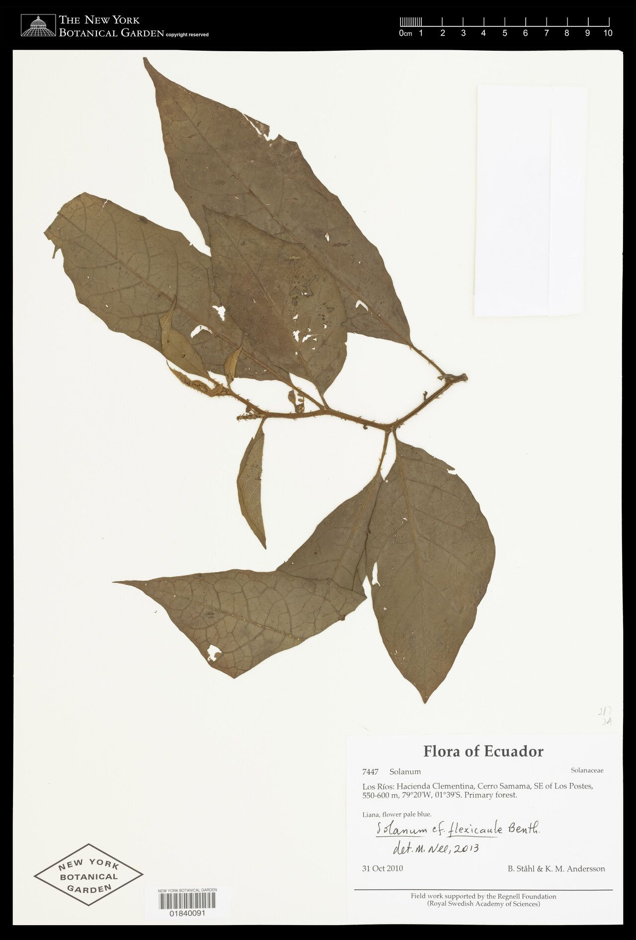 Solanum flexicaule — houseplant care guide