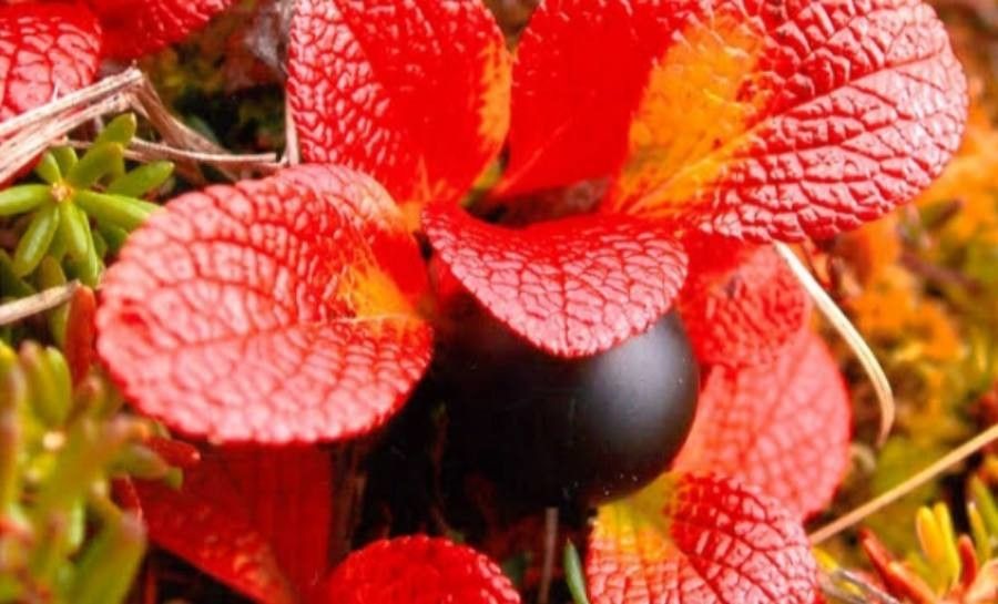 Arctous alpina fruit