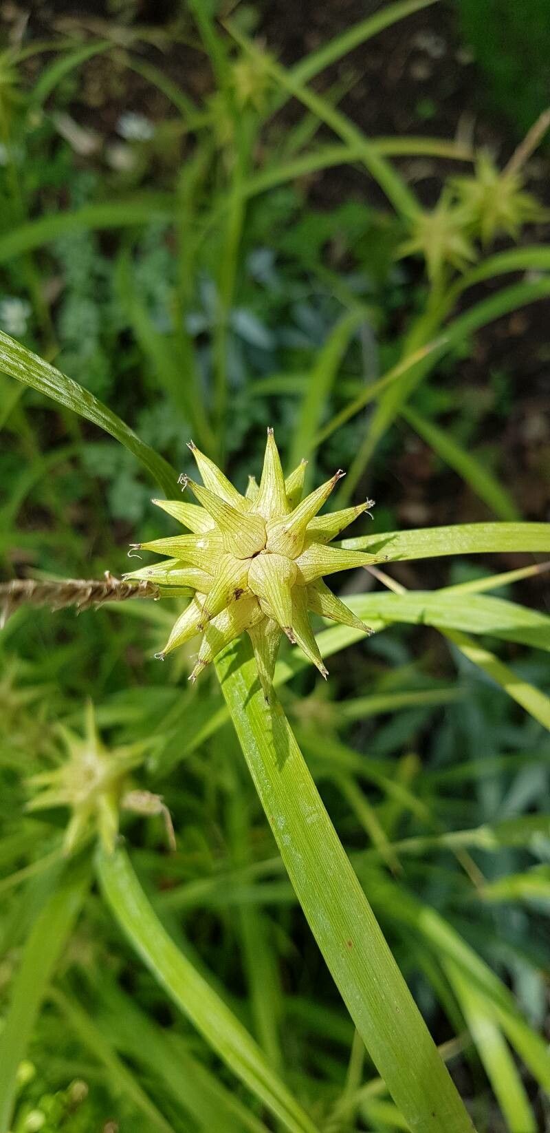 Carex grayi fruit
