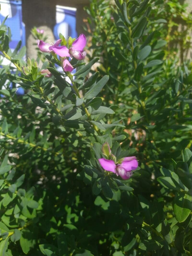 Polygala x dalmaisiana flower