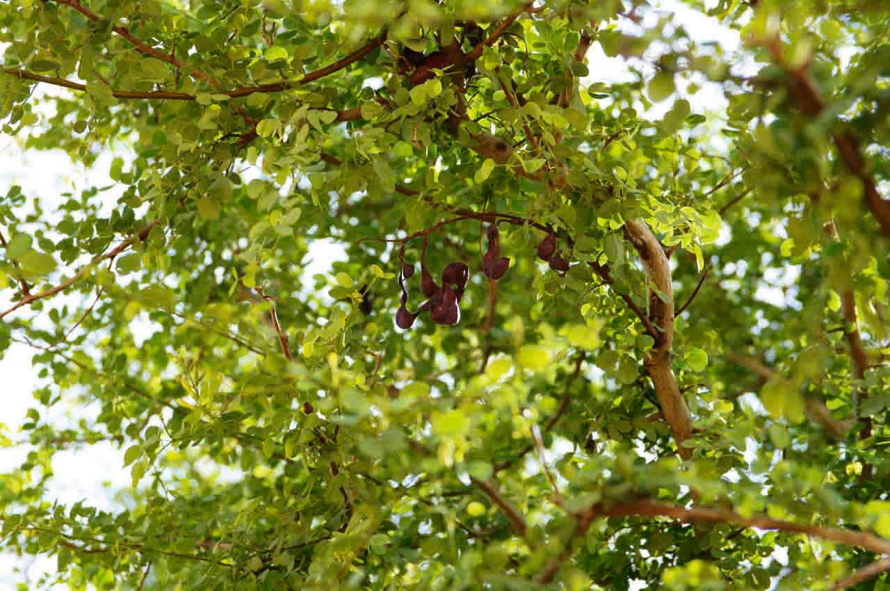 Bauhinia rufescens fruit