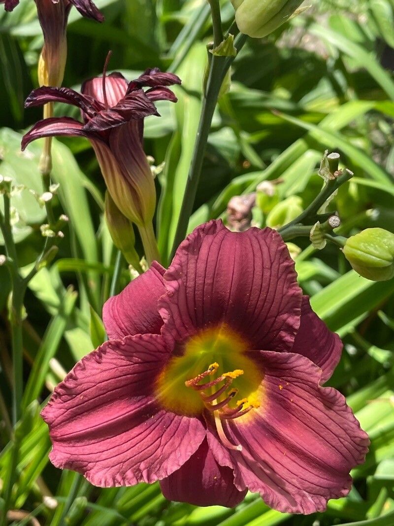 Salpiglossis sinuata flower