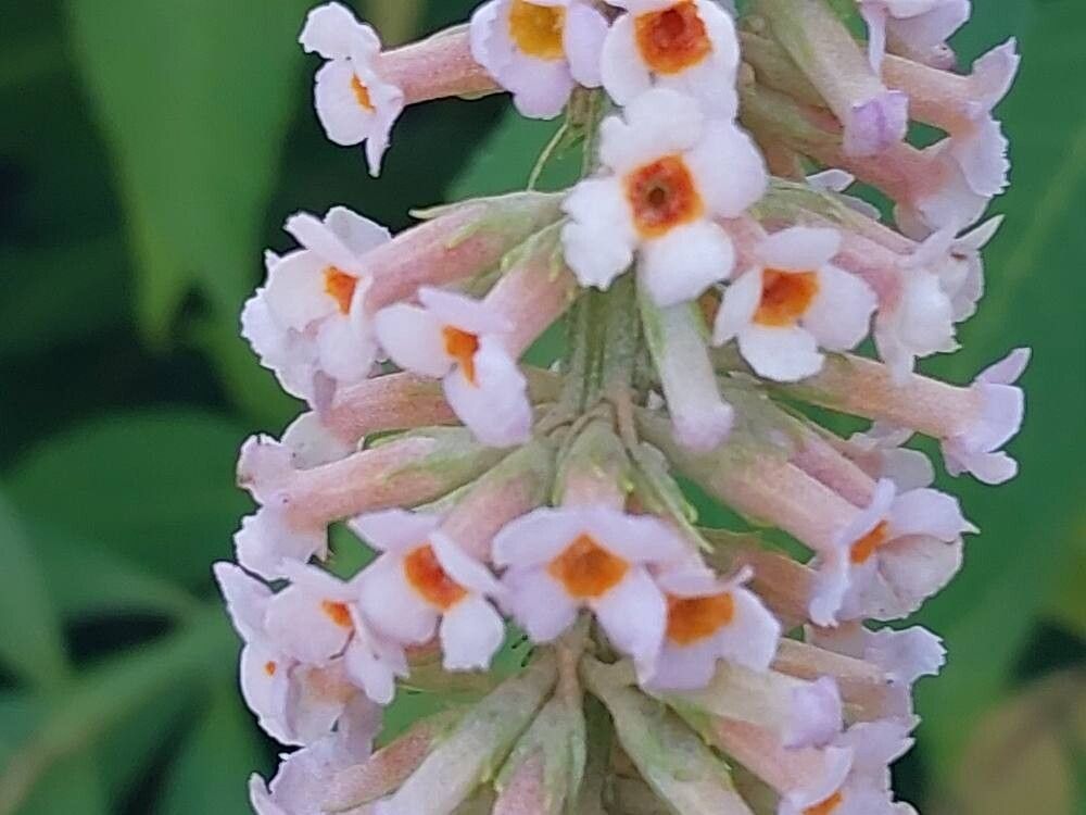 Isodon longitubus flower