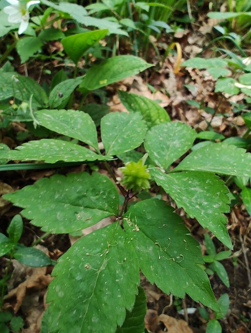 Anemonoides trifolia fruit