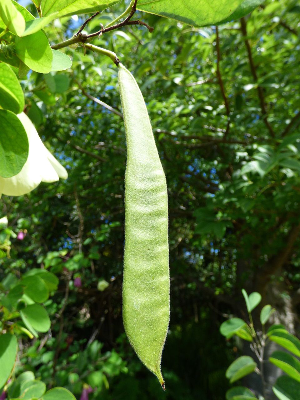 Bauhinia tomentosa fruit