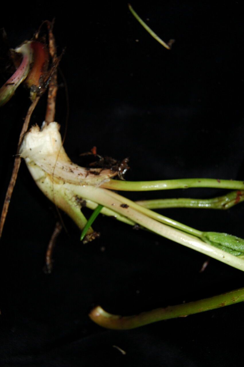 Anemonastrum elongatum bark