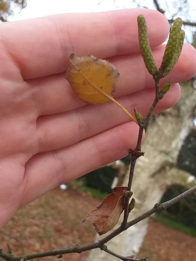 Betula platyphylla — search result for 'Betula'