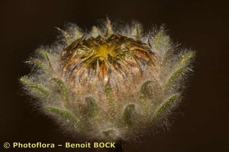 Pulicaria mauritanica fruit