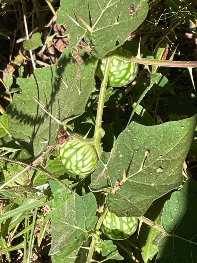 Ipomoea hederacea fruit
