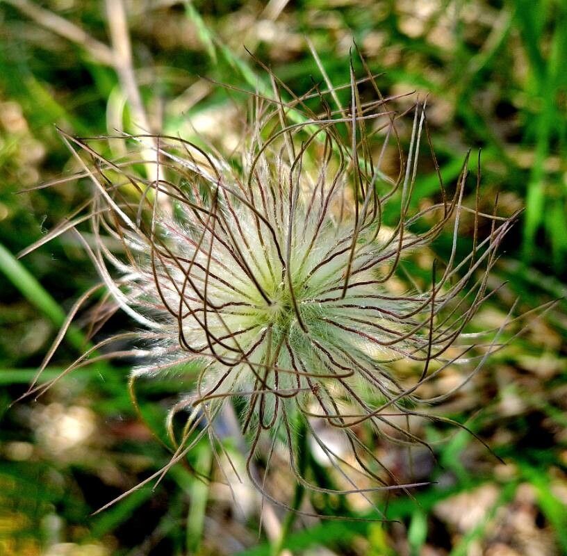 Pulsatilla montana fruit