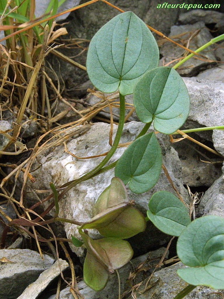 Dioscorea pyrenaica habit