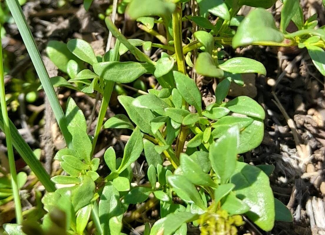 Verbena araucana