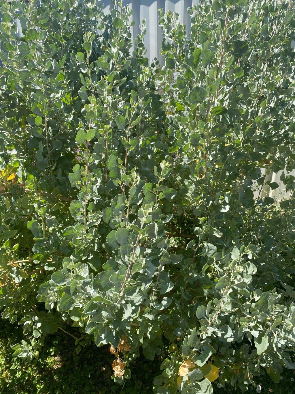 Atriplex nummularia — houseplant care guide