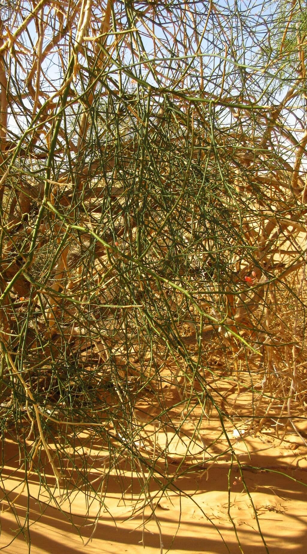 Capparis decidua leaf