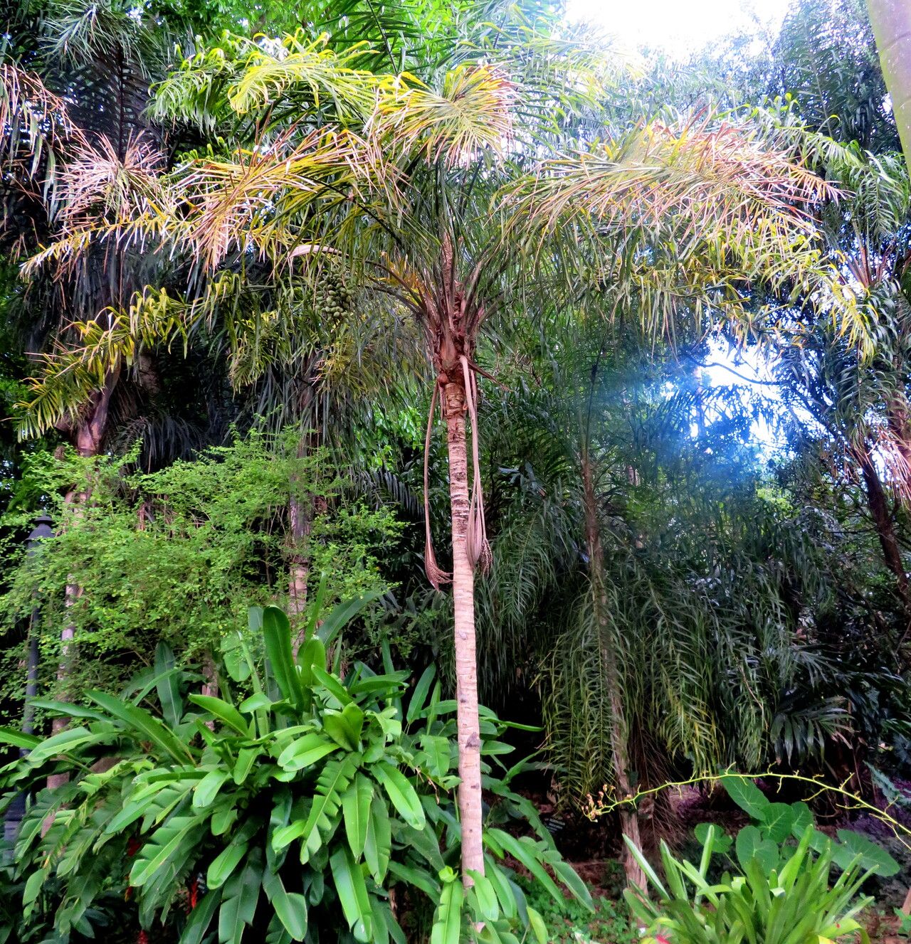 Syagrus cocoides habit