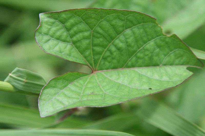 Ipomoea setifera — search result for 'Convolvulaceae'