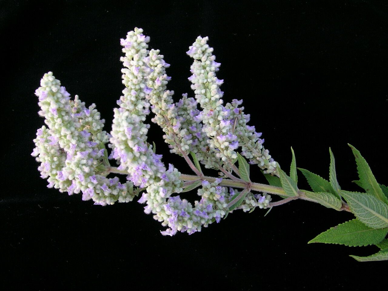 Isodon ternifolius — houseplant care guide