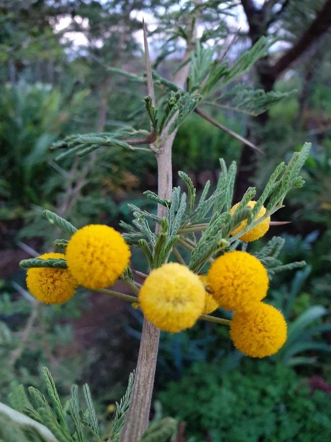 Acacia hockii flower