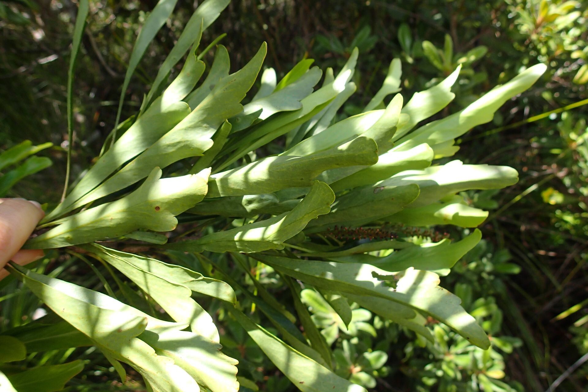 Beauprea spathulifolia habit