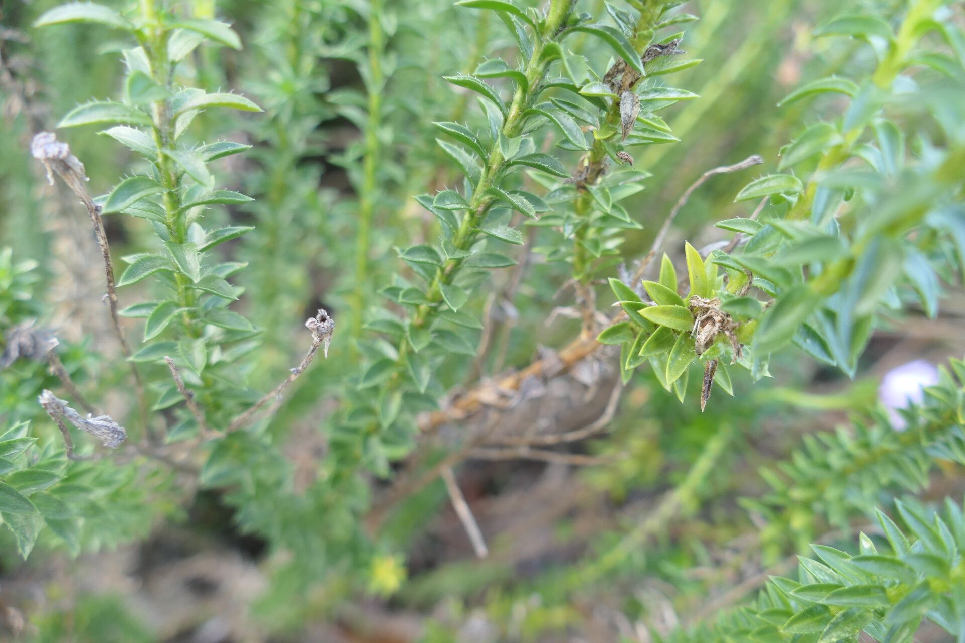 Felicia echinata — search result for 'Compositae'