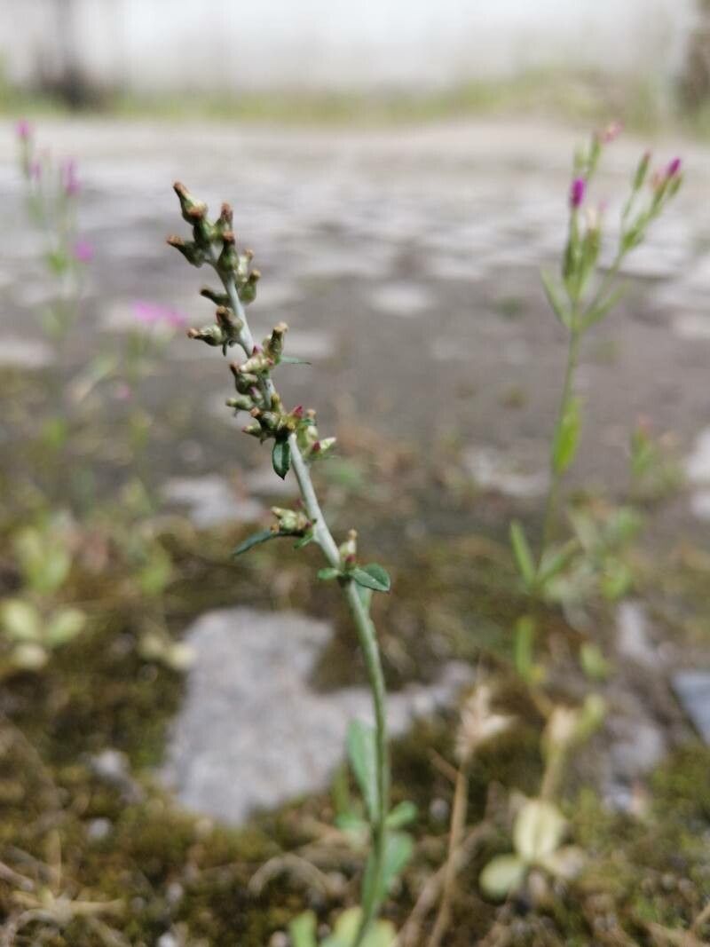Gamochaeta americana flower
