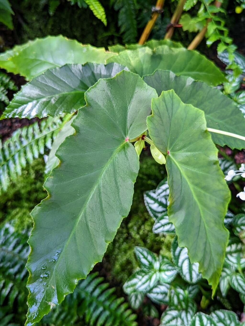 Begonia angularis leaf