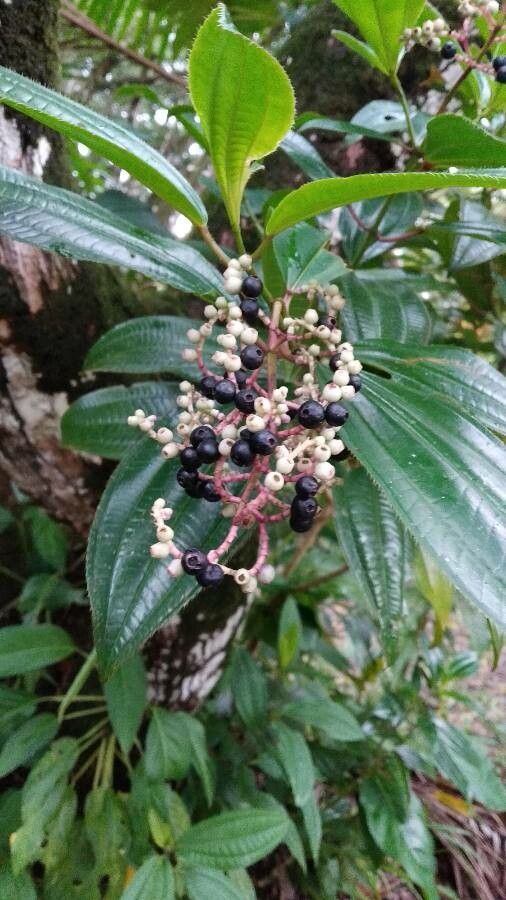 Miconia ciliata fruit