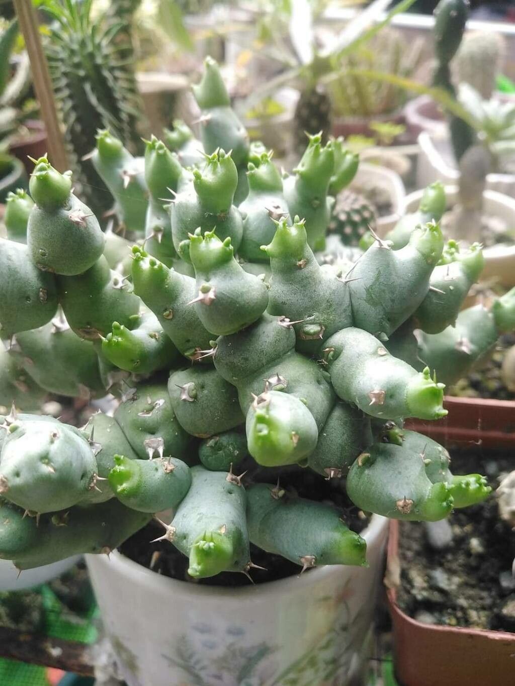 Euphorbia clivicola — houseplant care guide