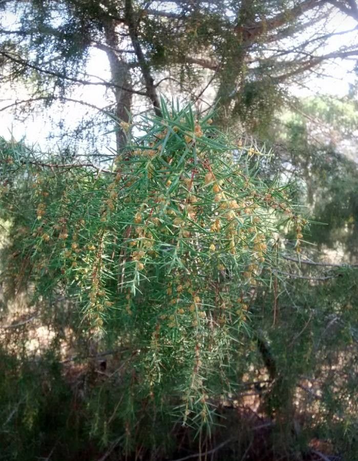 Juniperus oxycedrus flower