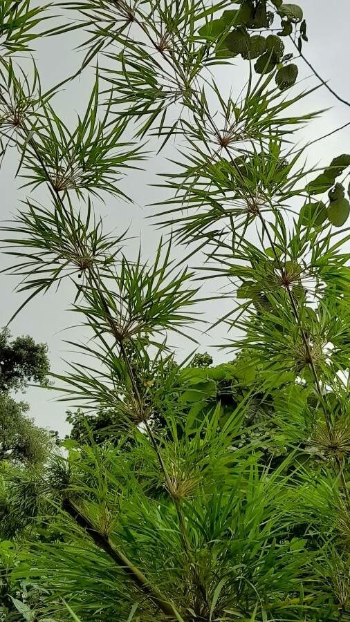 Chusquea lorentziana — related species from the same genus