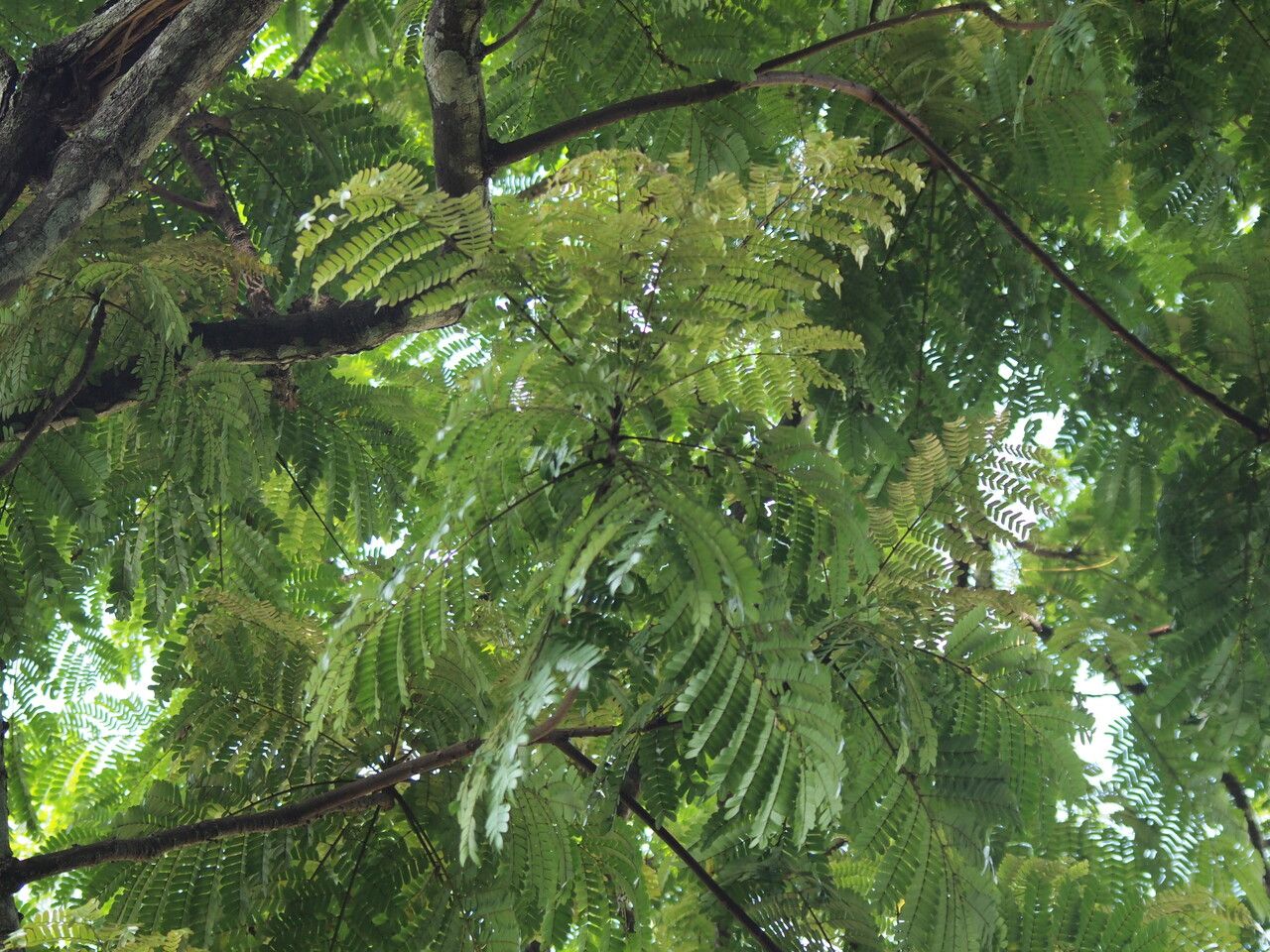 Pentaclethra macrophylla leaf