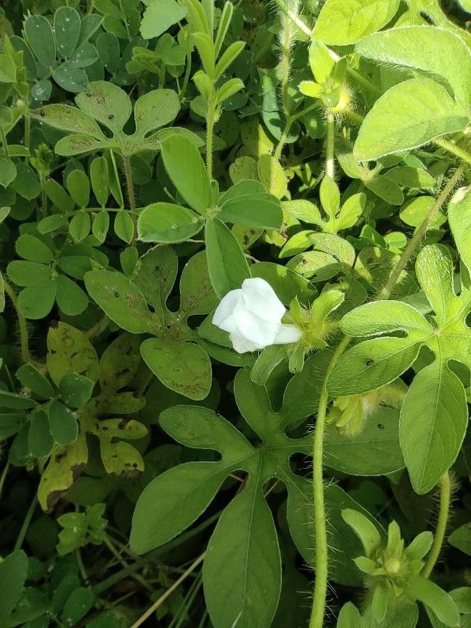 Ipomoea pes-tigridis flower