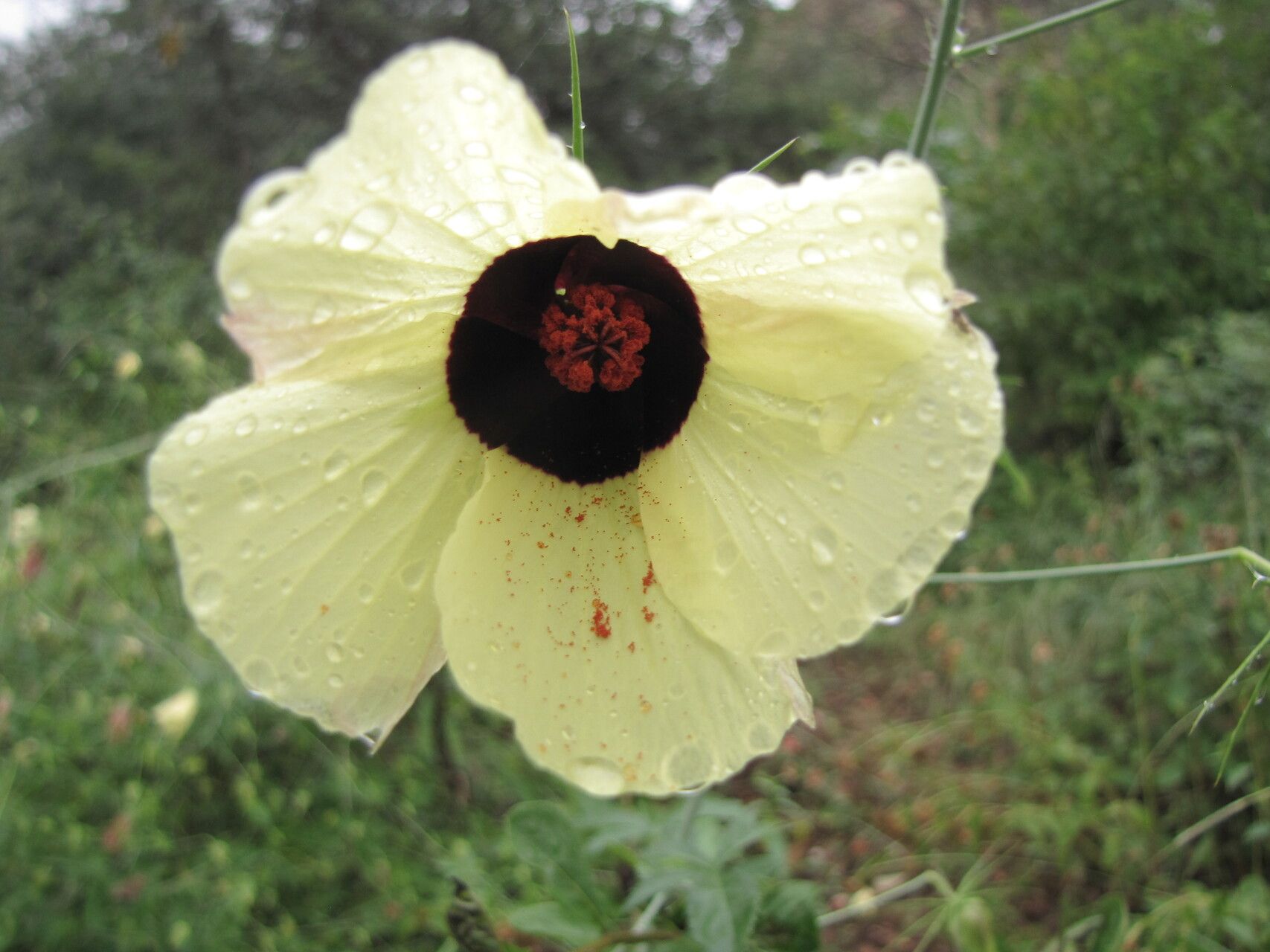 Hibiscus caesius — search result for 'Hibiscus'