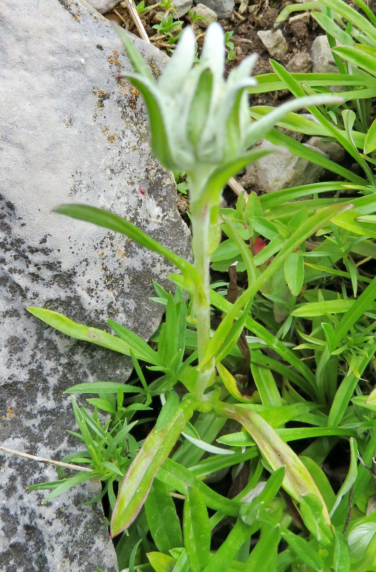 Leontopodium discolor — related species from the same genus