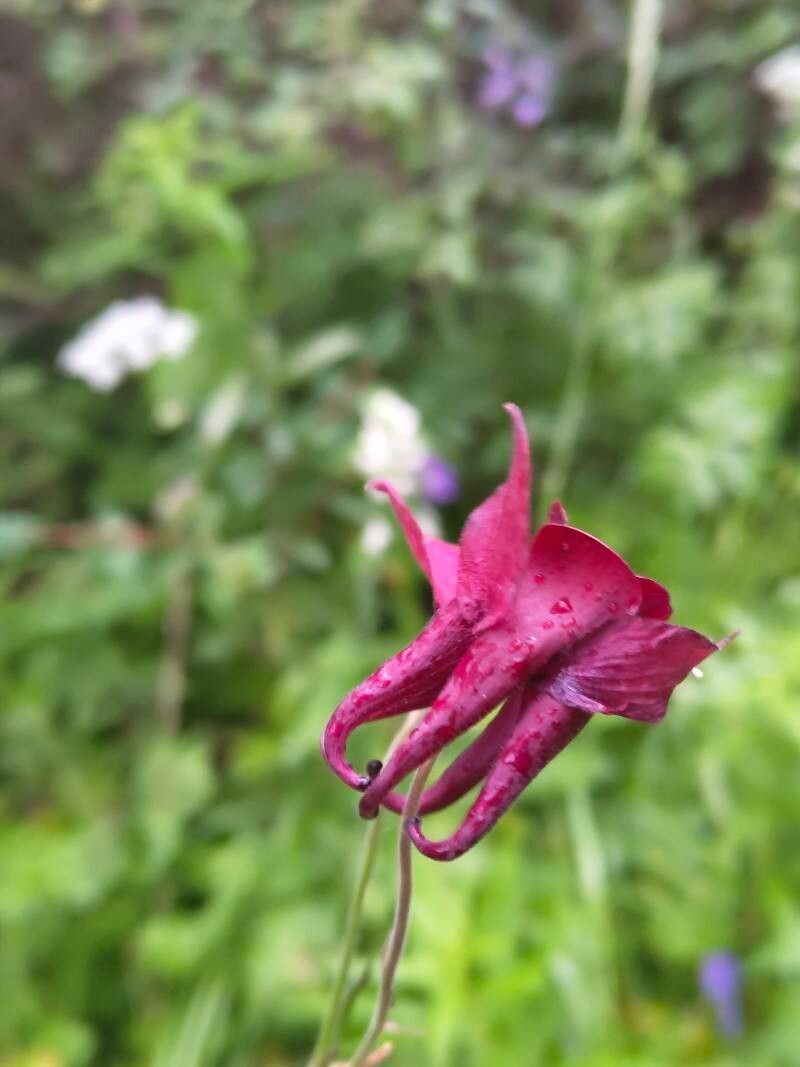 Aquilegia atrovinosa flower