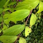 Callicarpa americana