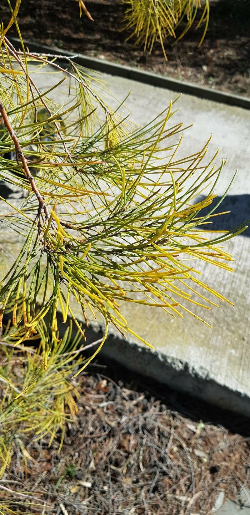 Hakea orthorrhyncha — search result for 'Hakea'