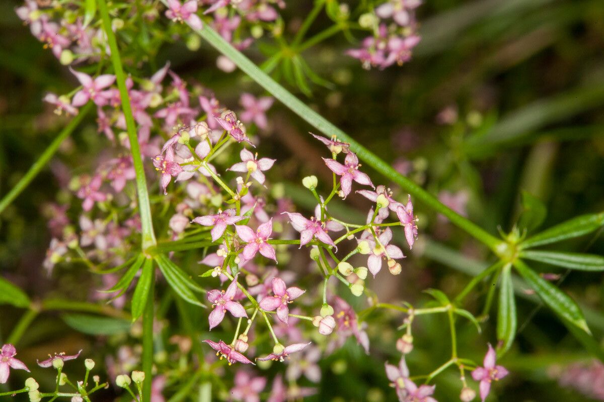 Galium rubrum flower