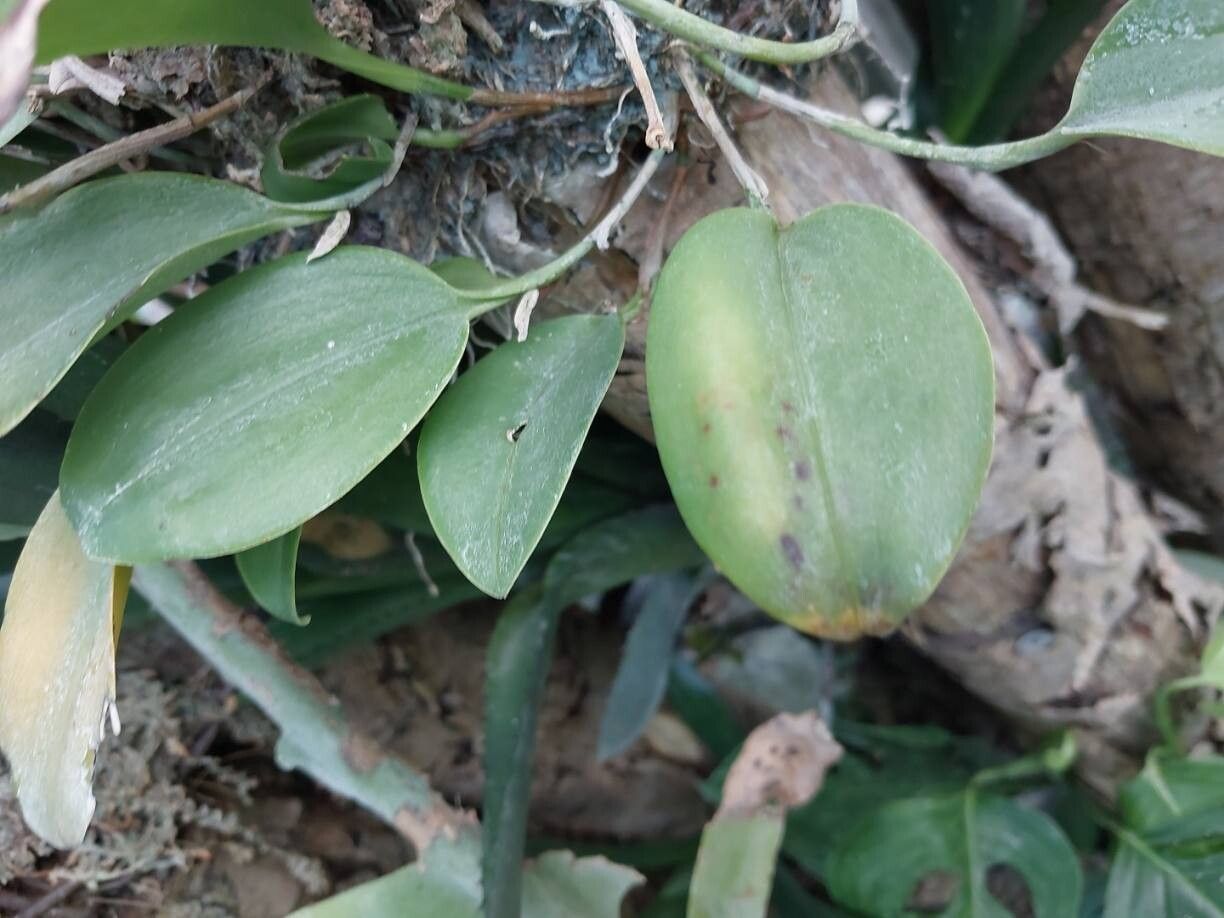 Pleurothallis sandemanii — houseplant care guide