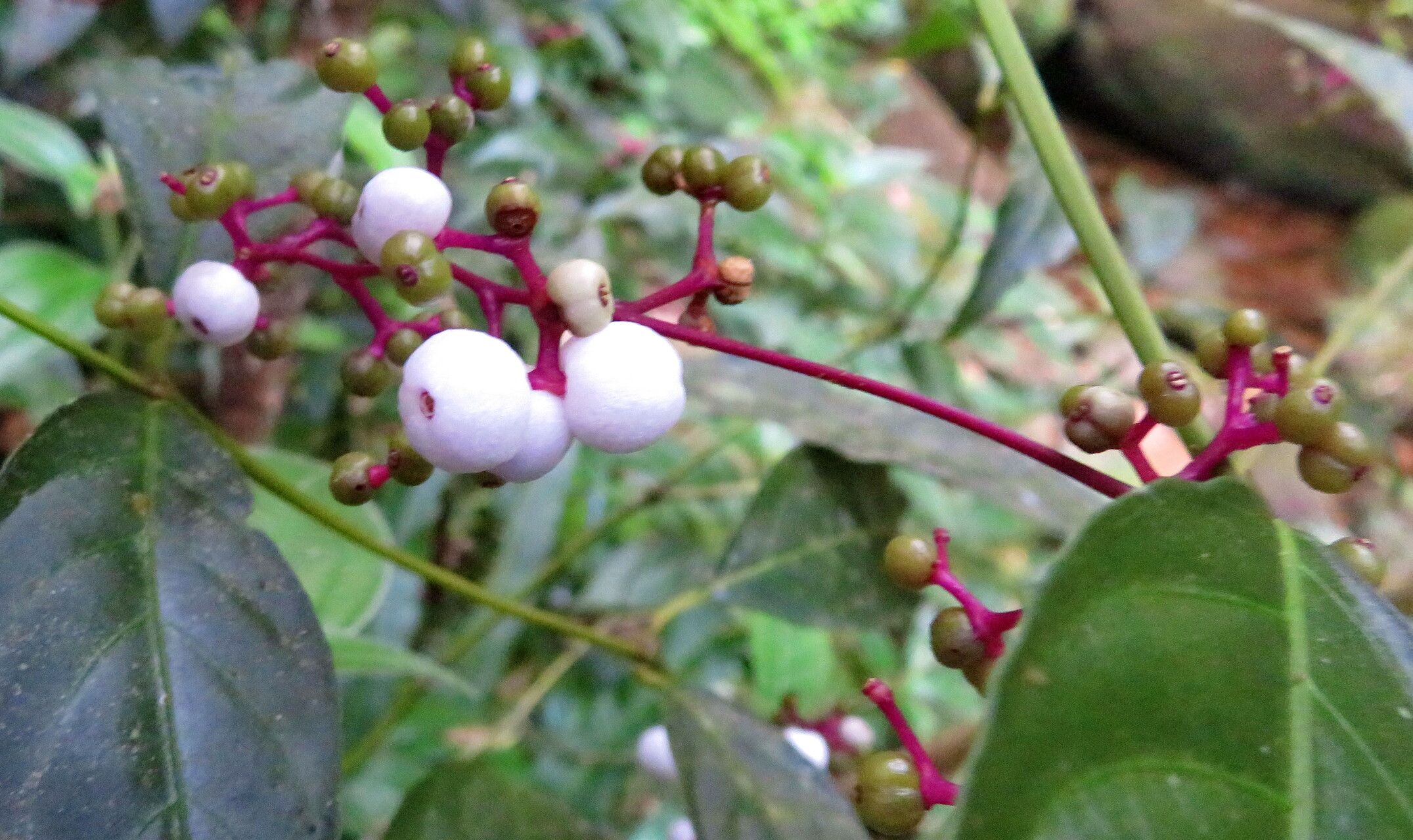 Palicourea deflexa fruit