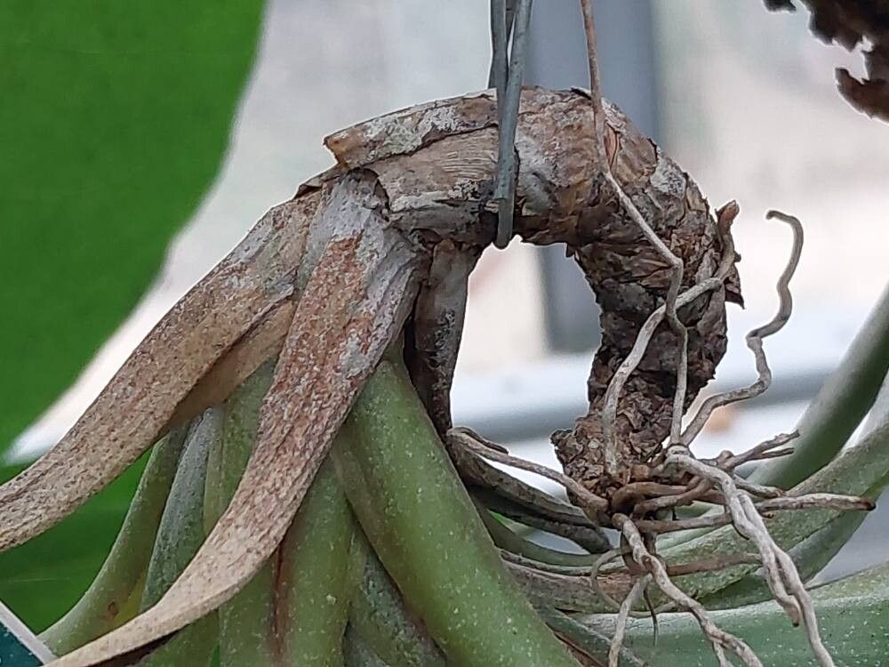 Tillandsia exserta bark