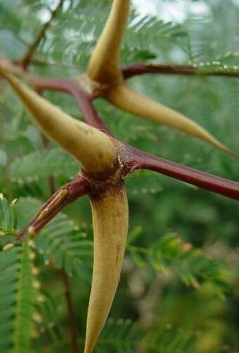 Vachellia sphaerocephala other