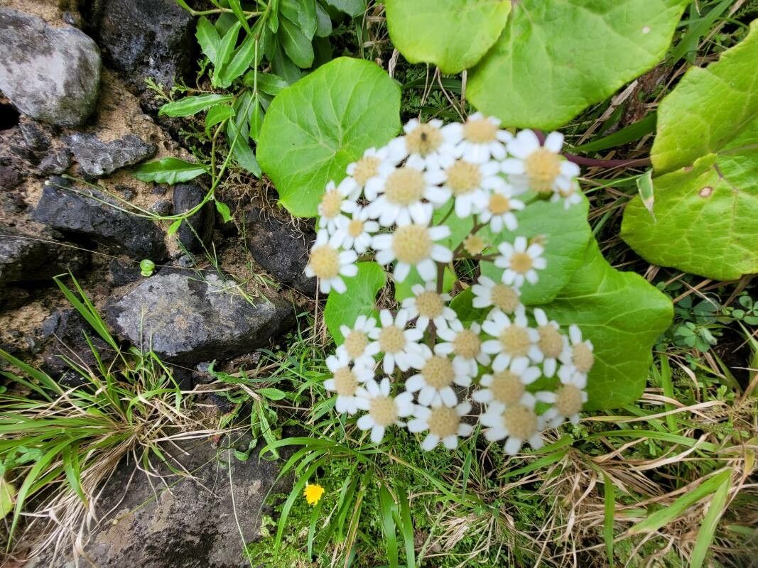 Pericallis appendiculata flower
