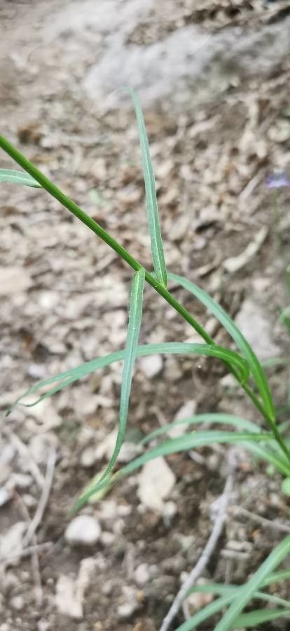 Phyteuma scorzonerifolium leaf
