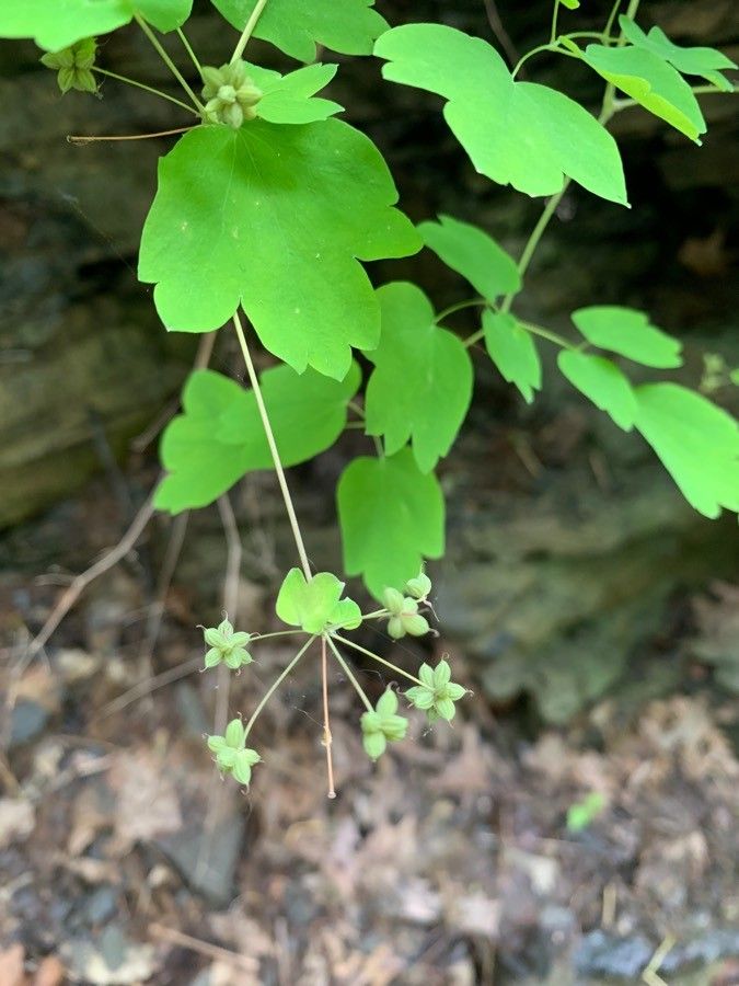 Thalictrum dioicum fruit
