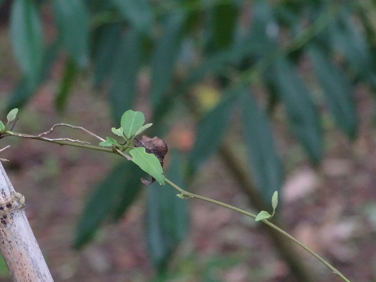 Solanum jasminoides bark