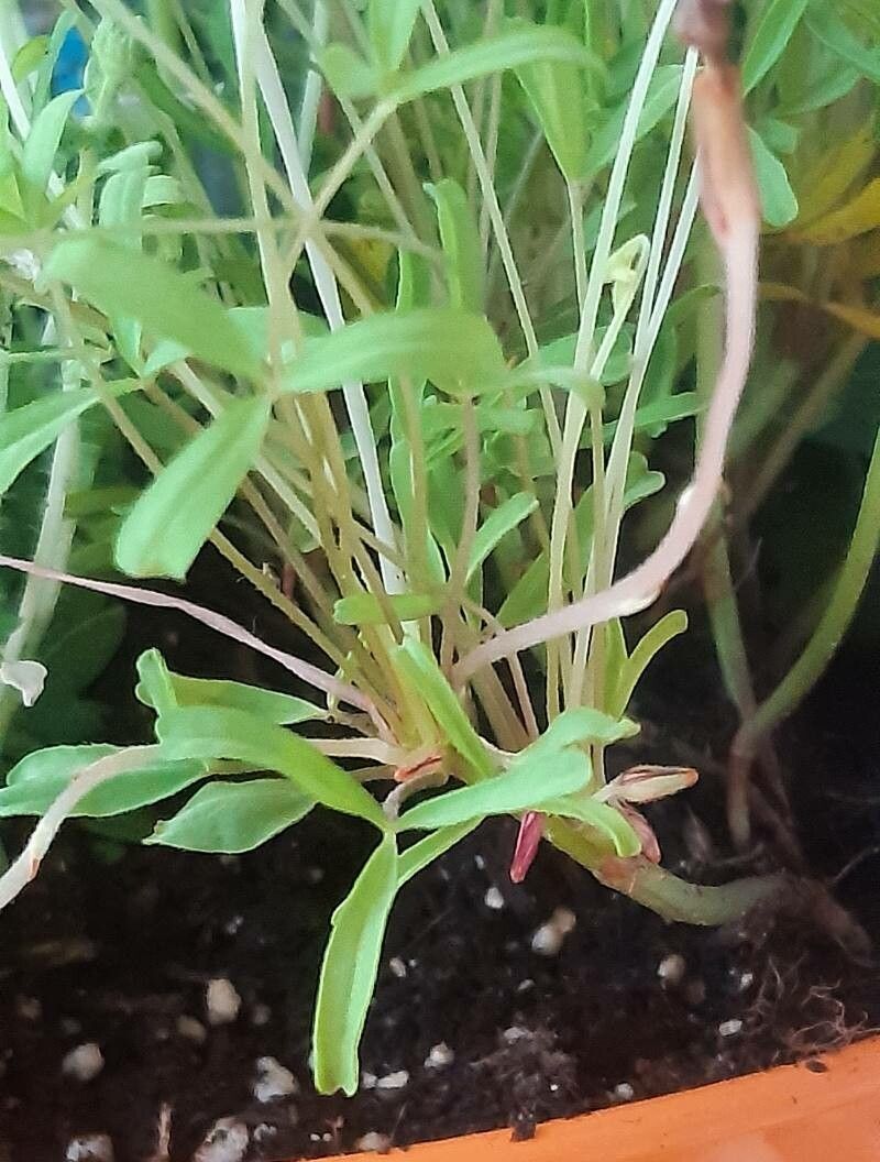 Oxalis versicolor — houseplant care guide