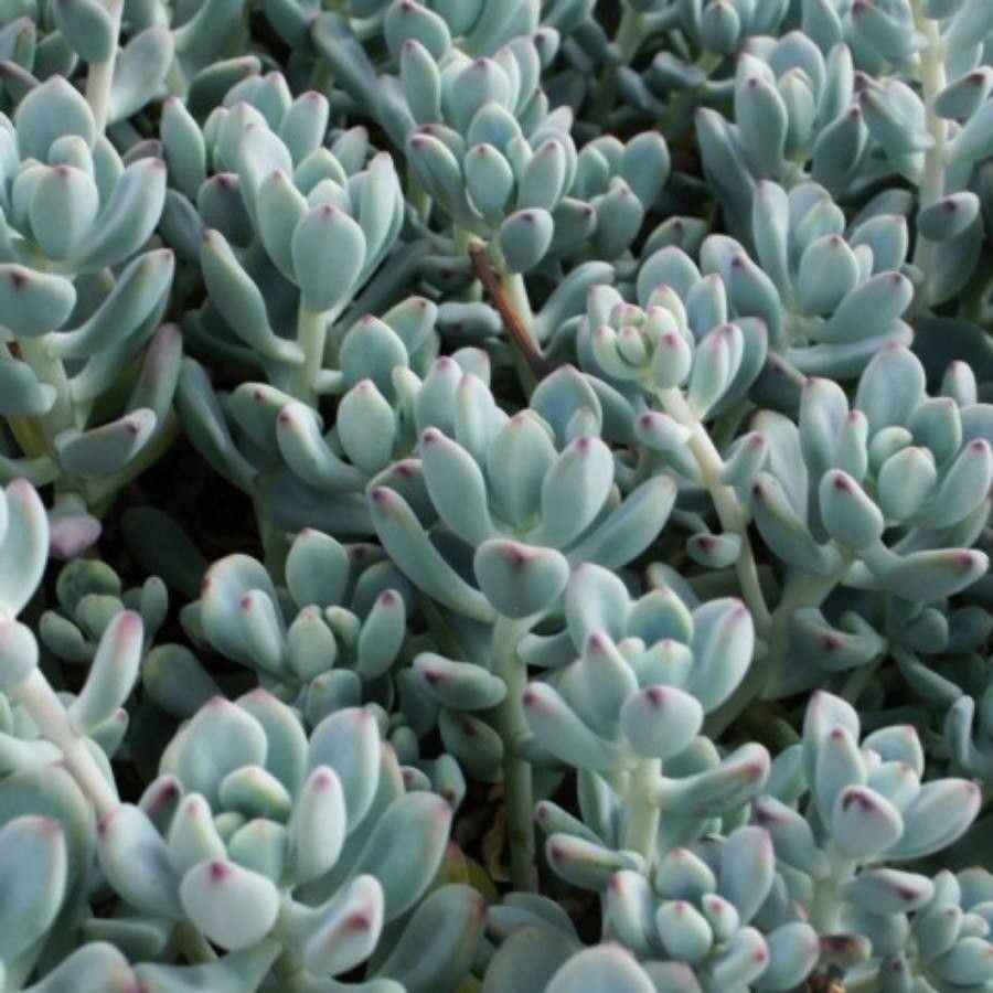 Sedum commixtum leaf